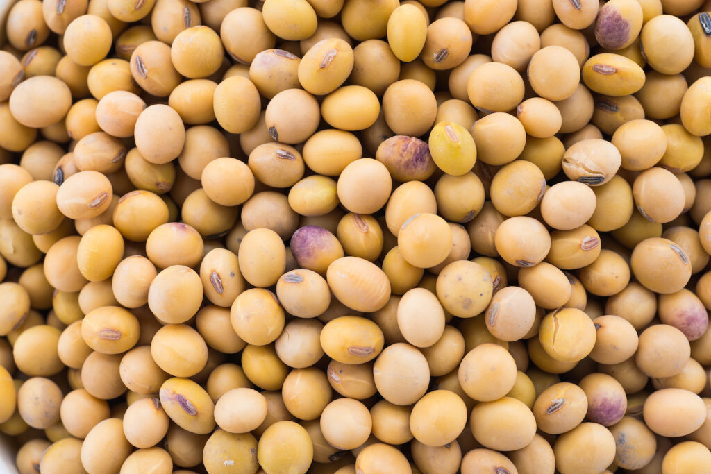 graines de soja jaune pour faire le tofu maison